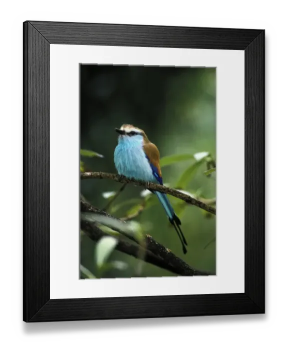 Framed Print : Racquet-tailed Roller (Coracias Spatulata) Framed Print : Racquet-tailed Roller (Coracias Spatulata)