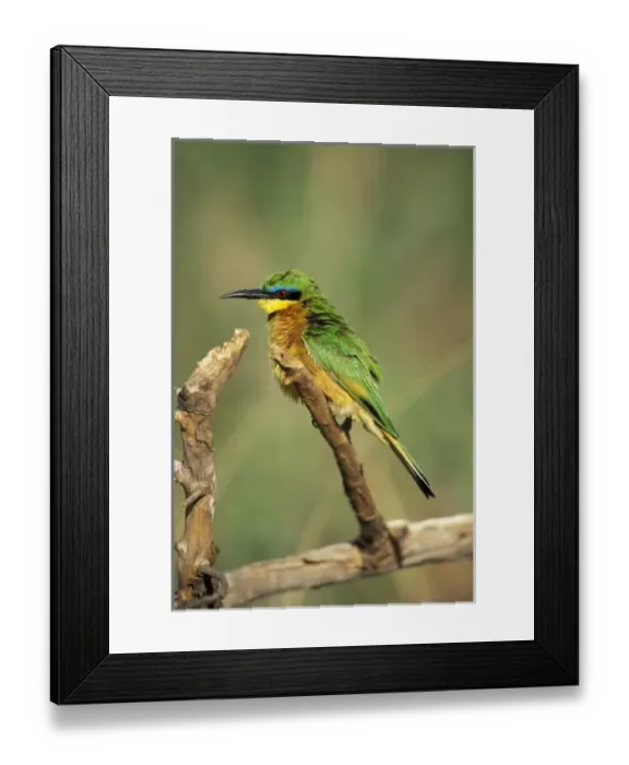 Framed Print : Nature, Fauna Framed Print : Nature, Fauna