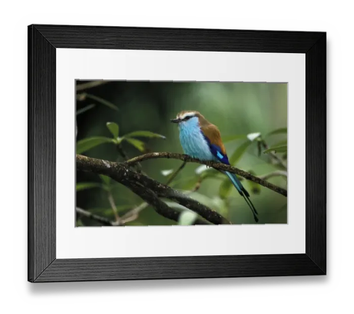 Framed Print : Africa. Racquet-tailed Roller (Coracias Spatulata) Framed Print : Africa. Racquet-tailed Roller (Coracias Spatulata)