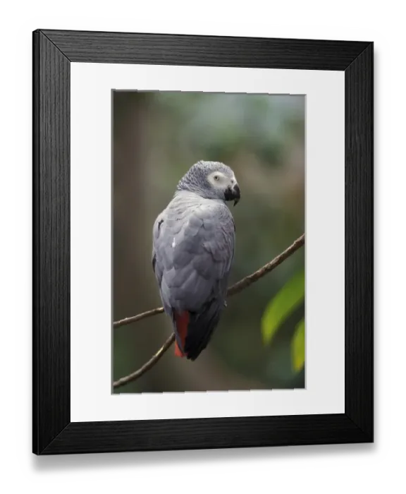 Framed Print : African Gray Parrot (Psittacua erithacus) Framed Print : African Gray Parrot (Psittacua erithacus)