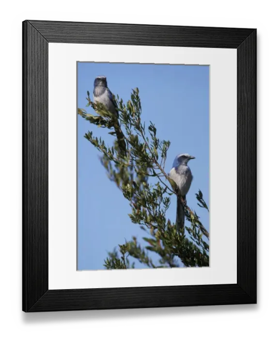 Framed Print : Florida. Scrub Jays (Aphelocoma coerulescens) Framed Print : Florida. Scrub Jays (Aphelocoma coerulescens)