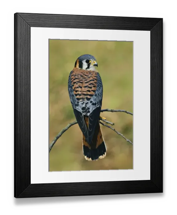 Framed Print : Nature, Fauna