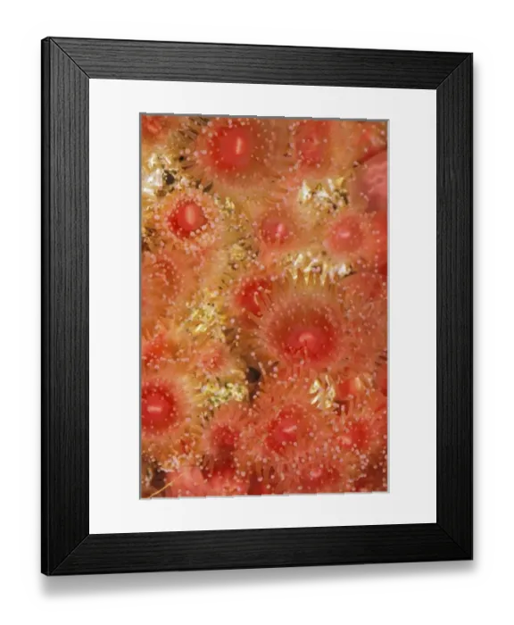 Framed Print : Strawberry anemone, corynactis californica Framed Print : Strawberry anemone, corynactis californica