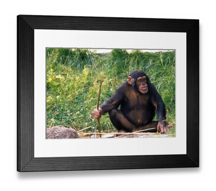 Framed Print : Chimpanzee using stick as a tool to obtain sweet reward. Captive, pan troglodytes Framed Print : Chimpanzee using stick as a tool to obtain sweet reward. Captive, pan troglodytes