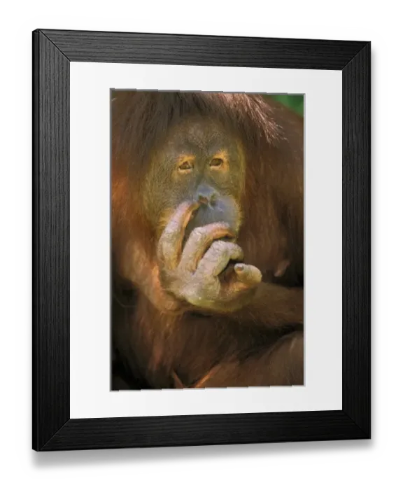 Framed Print : Sumatran Orangutan, or pongo pygmaeus abelii Framed Print : Sumatran Orangutan, or pongo pygmaeus abelii