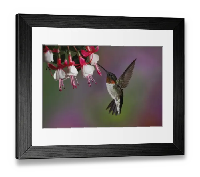 Framed Print : Male Ruby throated Hummingbird, Archilochus colubris, Kentucky Framed Print : Male Ruby throated Hummingbird, Archilochus colubris, Kentucky