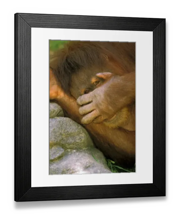 Framed Print : Sumatran Orangutan, or pongo pygmaeus abelii Framed Print : Sumatran Orangutan, or pongo pygmaeus abelii
