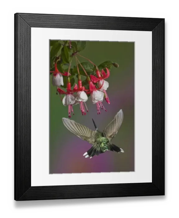 Framed Print : Female Ruby Throated Hummingbird in flight, Archilochus colubris, Kentucky