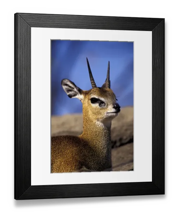 Framed Print : Africa, East Africa. Klipspringer on rocky outcropping (Oreotragus oreotragus) Framed Print : Africa, East Africa. Klipspringer on rocky outcropping (Oreotragus oreotragus)