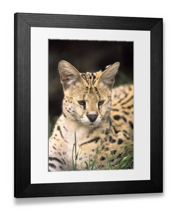 Framed Print : Nature, Fauna Framed Print : Nature, Fauna
