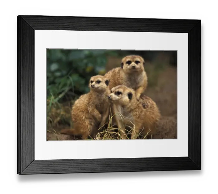 Framed Print : Africa. Southwest African Meerkats (Suricata suricatta hahni) Framed Print : Africa. Southwest African Meerkats (Suricata suricatta hahni)