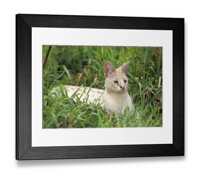Framed Print : Africa. Very rare White-footed Serval (Felis serval), only two known to exist Framed Print : Africa. Very rare White-footed Serval (Felis serval), only two known to exist