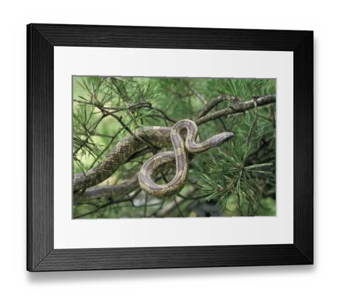 Framed Print : Nature, Fauna