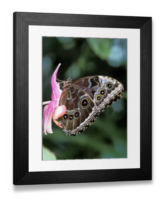 Framed Print : Blue Morpho Butterfly (Morpho peleides) Framed Print : Blue Morpho Butterfly (Morpho peleides)