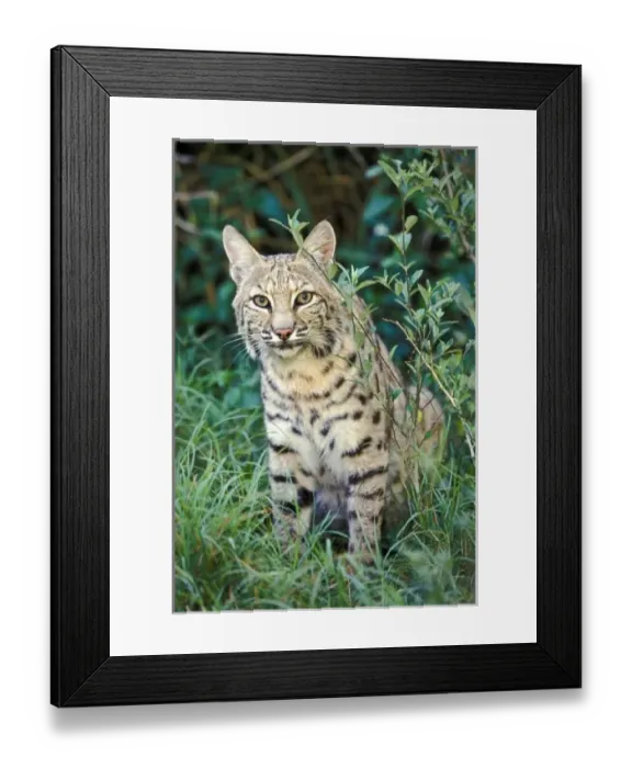 Framed Print : Bobcat (Felis rufus) Framed Print : Bobcat (Felis rufus)