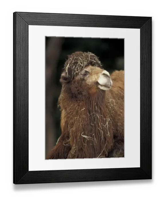 Framed Print : Central Asia. Two-humped Dromedary (Bactrian)