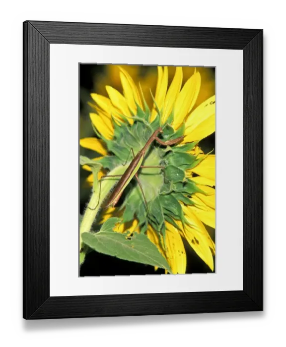 Framed Print : Nature, Fauna Framed Print : Nature, Fauna