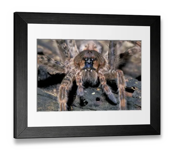 Framed Print : Close up of Thin-legged Wolf Spider (Pardosa spp. ) Framed Print : Close up of Thin-legged Wolf Spider (Pardosa spp. )