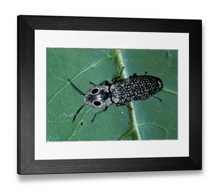 Framed Print : Eastern Eyed Click Beetle or Big Eyed Click Beetle (Alaus oculatus)