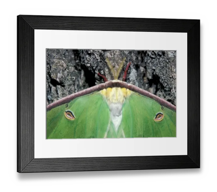 Framed Print : Female Luna Moth (Actias luna)