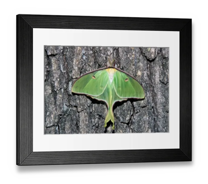 Framed Print : Female Luna Moth (Actias luna) Framed Print : Female Luna Moth (Actias luna)