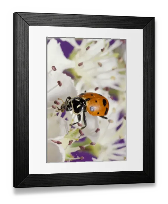 Framed Print : Nature, Fauna
