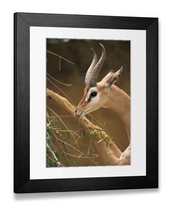 Framed Print : Male Gerenuk standing on hind legs feeding (Litocranius walleri) Framed Print : Male Gerenuk standing on hind legs feeding (Litocranius walleri)