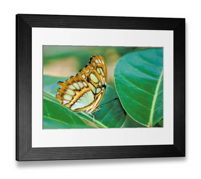 Framed Print : Malachite butterfly (Siproeta stelenes) Framed Print : Malachite butterfly (Siproeta stelenes)