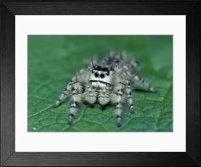 Framed Print : Metaphid Jumping spider (Metaphidippus sp) Framed Print : Metaphid Jumping spider (Metaphidippus sp)