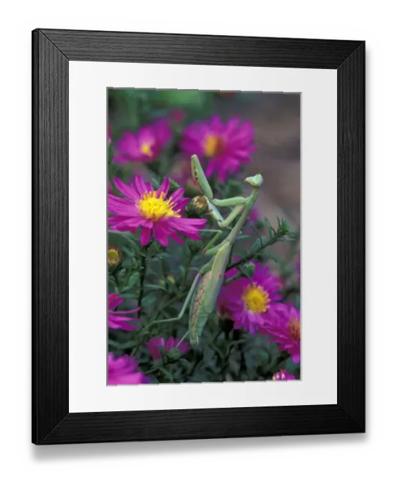 Framed Print : Praying Mantis among aster flowers (Mantis religiosa) Framed Print : Praying Mantis among aster flowers (Mantis religiosa)