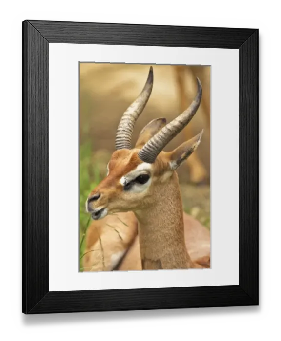 Framed Print : Nature, Fauna Framed Print : Nature, Fauna