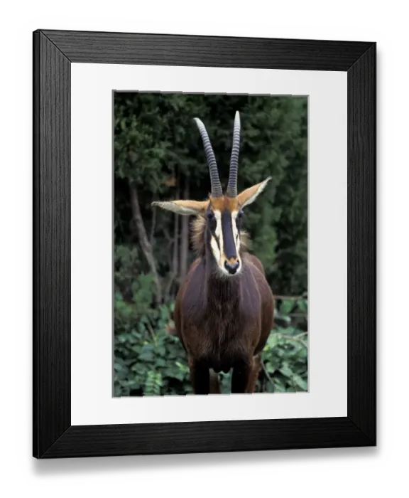 Framed Print : Sable Antelope Framed Print : Sable Antelope