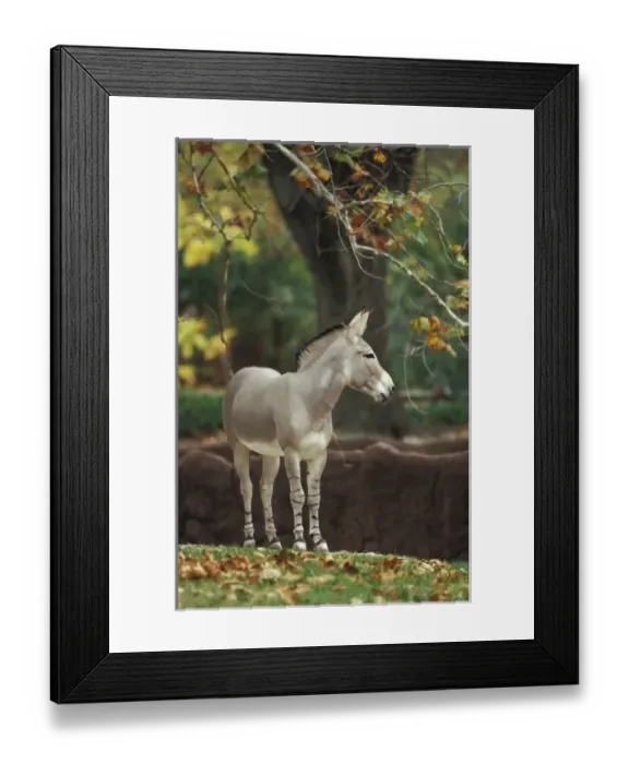 Framed Print : Nature, Fauna Framed Print : Nature, Fauna