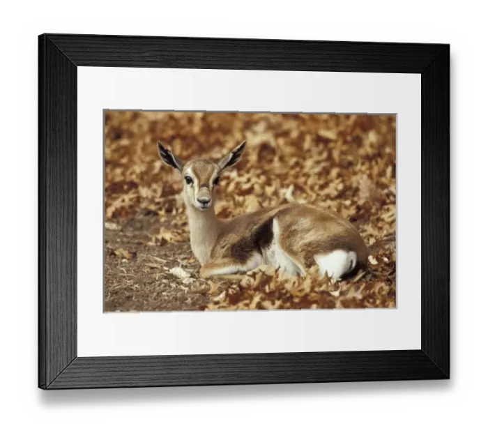Framed Print : Spekes Gazelle (Gazella spekei) Framed Print : Spekes Gazelle (Gazella spekei)