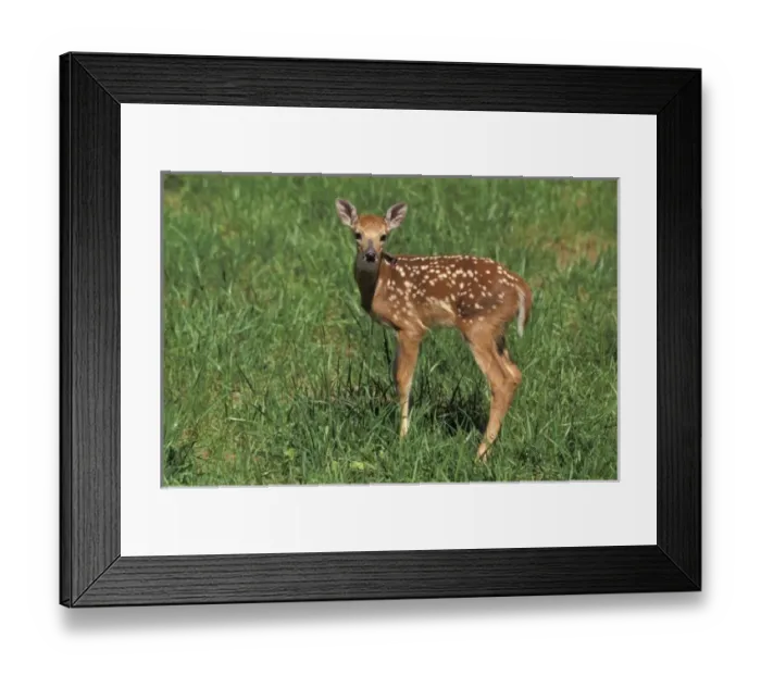 Framed Print : White-tailed deer fawn Framed Print : White-tailed deer fawn