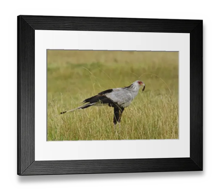 Framed Print : Nature, Fauna