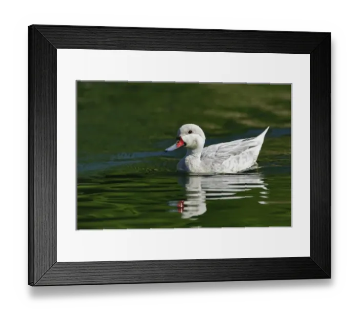 Framed Print : Silver Bahama Pintail duck, Anas bahamensis fonna alba