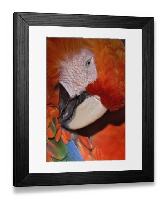 Framed Print : Scarlet Macaw portrait, Ara macao Framed Print : Scarlet Macaw portrait, Ara macao