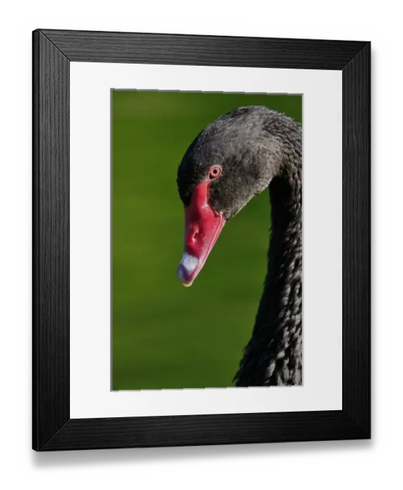 Framed Print : Australian Mute Swan