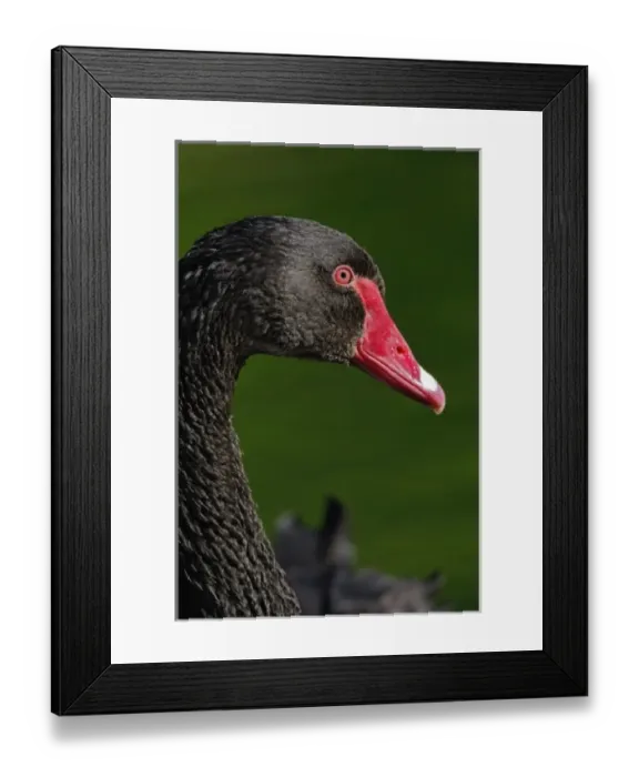 Framed Print : Australian Mute Swan Framed Print : Australian Mute Swan