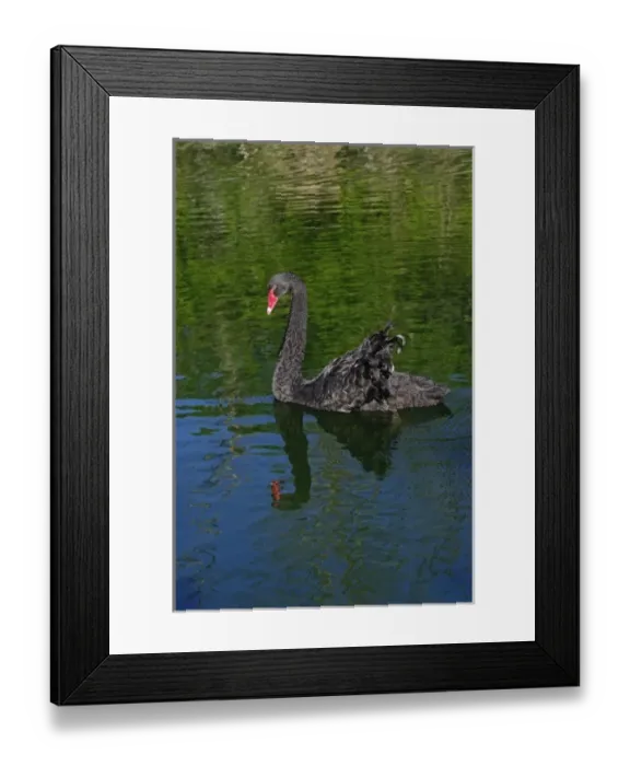 Framed Print : Australian Mute Swan