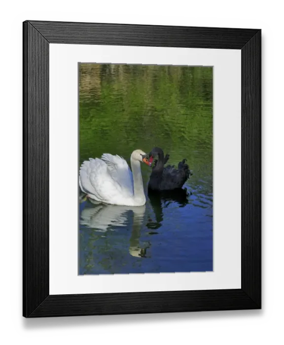 Framed Print : Mute Swan and Australian Mute Swan