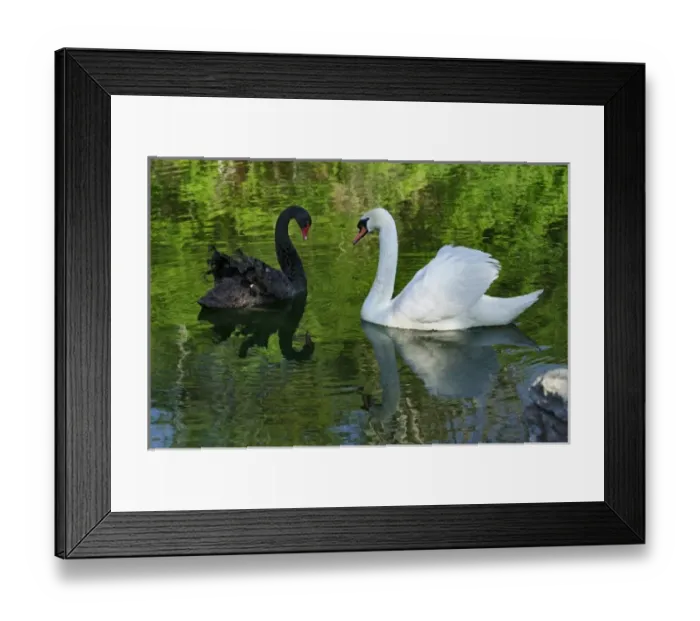 Framed Print : Mute Swan and Australian Mute Swan Framed Print : Mute Swan and Australian Mute Swan