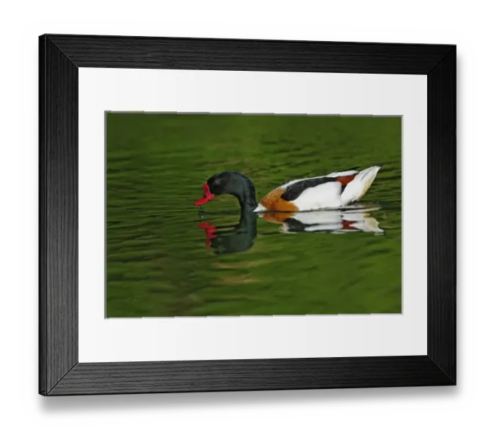 Framed Print : Common Shelduck, Tadorna tadorna