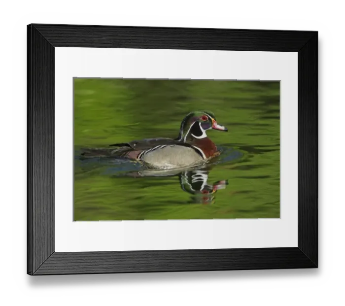 Framed Print : Male Wood Duck (Aix sponsa) Framed Print : Male Wood Duck (Aix sponsa)