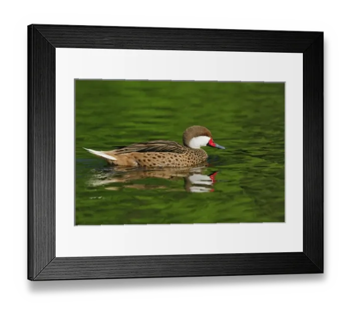 Framed Print : Bahama Pintail duck, Anas bahamensis Framed Print : Bahama Pintail duck, Anas bahamensis