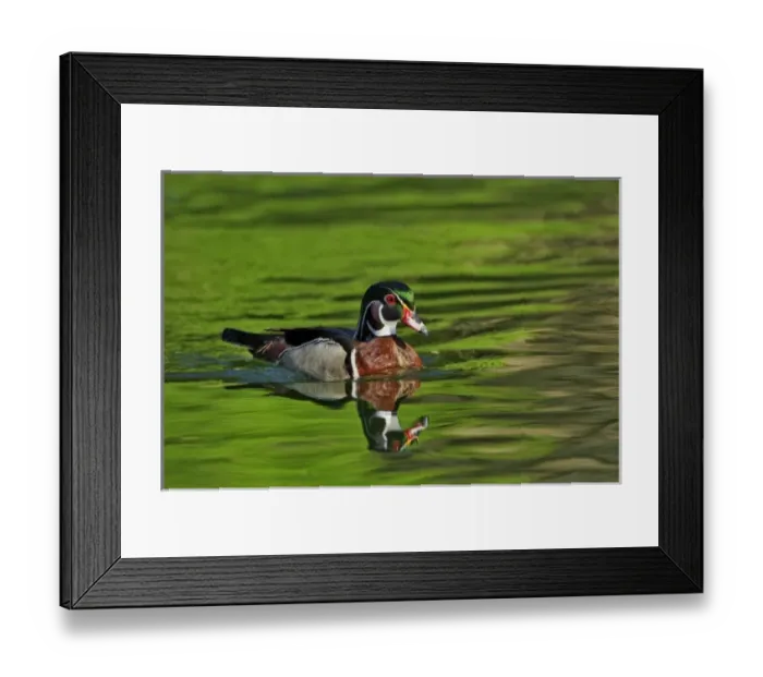 Framed Print : Male Wood Duck (Aix sponsa) Framed Print : Male Wood Duck (Aix sponsa)