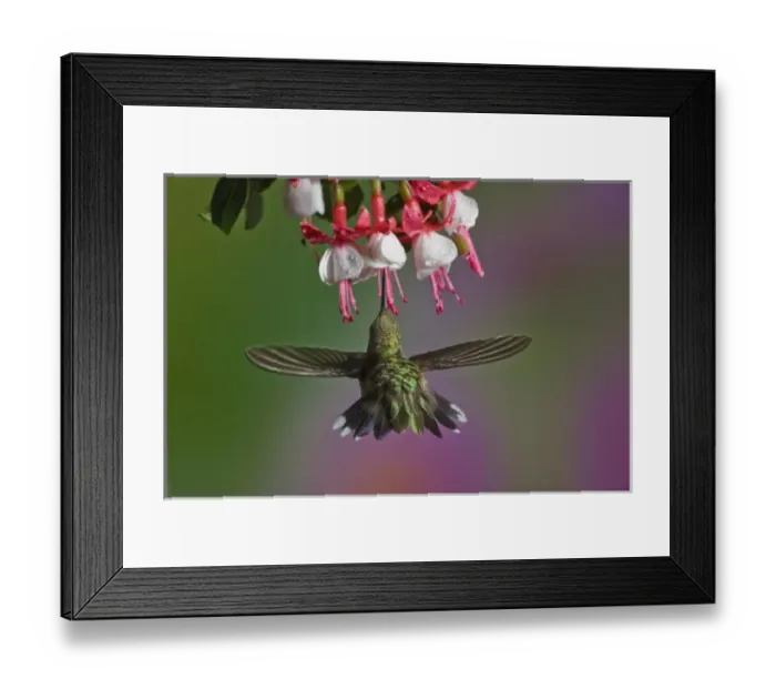 Framed Print : Female Ruby throated Hummingbird in flight Framed Print : Female Ruby throated Hummingbird in flight