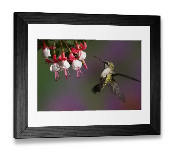 Framed Print : Female Ruby throated Hummingbird in flight Framed Print : Female Ruby throated Hummingbird in flight