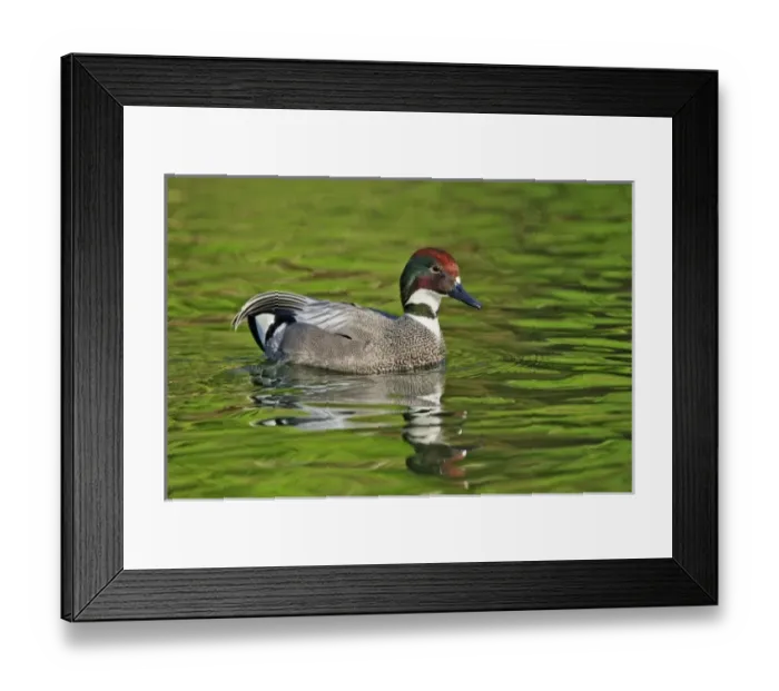 Framed Print : Male Falcated Duck or Falcated Teal, Anas falcata Framed Print : Male Falcated Duck or Falcated Teal, Anas falcata
